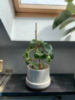 Pilea inkl. Topf Berlin - Mitte Vorschau