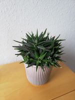 Haworthia inklusive Topf Schleswig-Holstein - Flensburg Vorschau