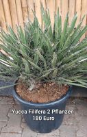 Yucca Filifera 2 Stämme Brandenburg - Bernau Vorschau