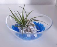 Luftpflanze Airplant Tillandsia in Glasschale Schleswig-Holstein - Schuby Vorschau