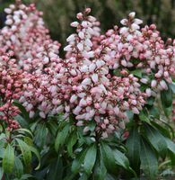 Schattenglöckchen Lavendelheide Bonfire 30-40cm - Pieris japonica Niedersachsen - Bad Zwischenahn Vorschau