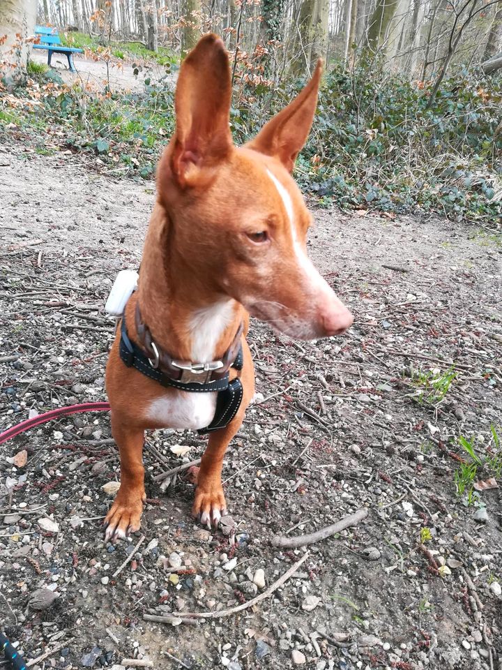 APPLE Podenco Maneto Rüde Tierschutz Hund in Plön 