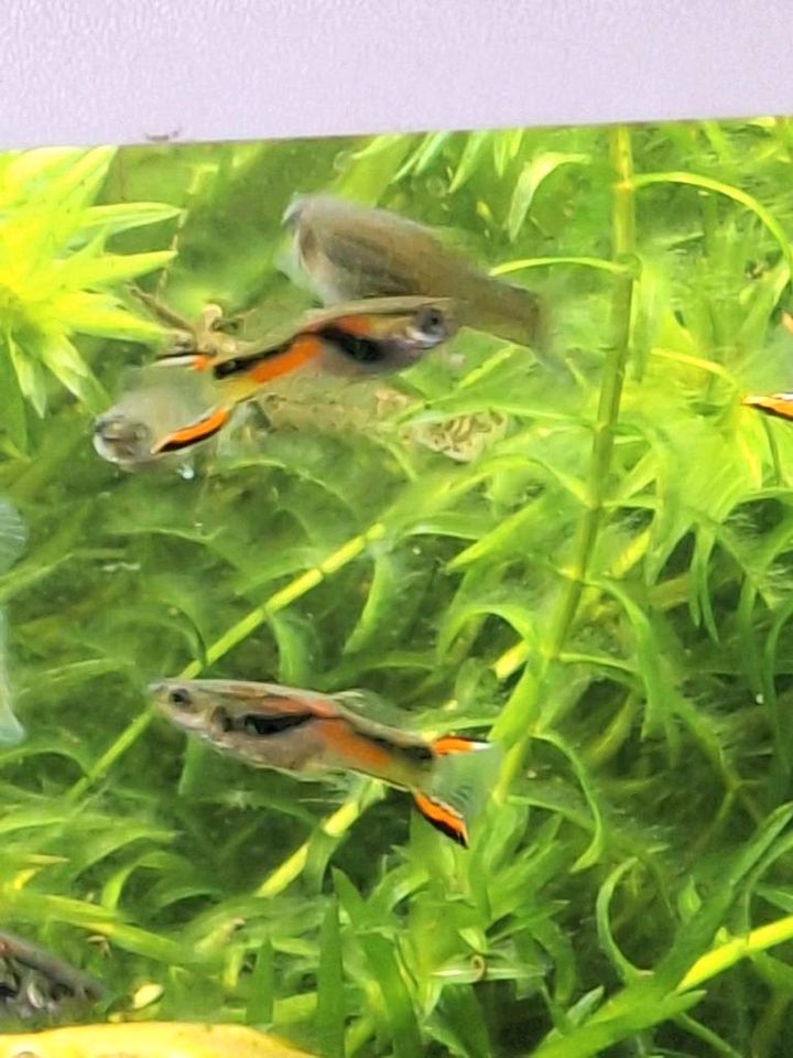 Endler Guppys, 3 Weibchen und 1 Männchen, Guppy, Aquarium in Bad Zwischenahn