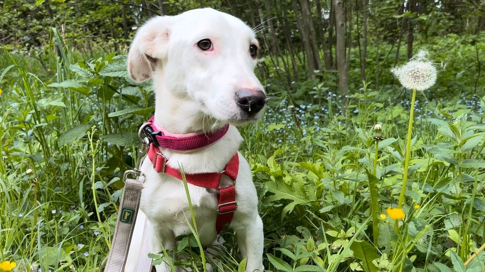 Bezaubernde kleine Elly - Familienhund in Schliersee