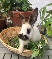 Jg. weibliches Kaninchen Rheinische Schecke Mitte - Tiergarten Vorschau