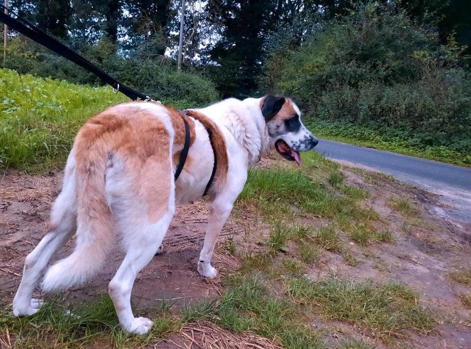 Bonnie sucht ihre Familie in Kalkar