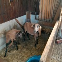 Schafe Kamerun Sachsen - Pirna Vorschau