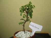 ( 94 )  Prebonsai Feldahorn Berlin - Reinickendorf Vorschau