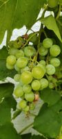 Traubenpflanze, Wein , Rebe, Weinrebe Baden-Württemberg - Göppingen Vorschau