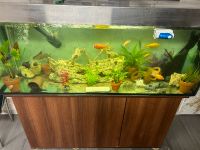 500L Aquarium mit viel Zubehör Niedersachsen - Melle Vorschau