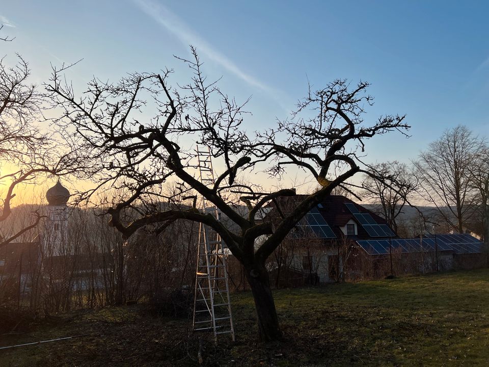 Obstbaumpflege, Obstbaum schneiden in Velburg