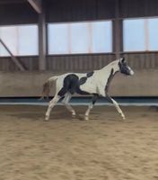 Großer Scheckwallach Top Abstammung Warmblut 1,70+ Baden-Württemberg - Ludwigsburg Vorschau