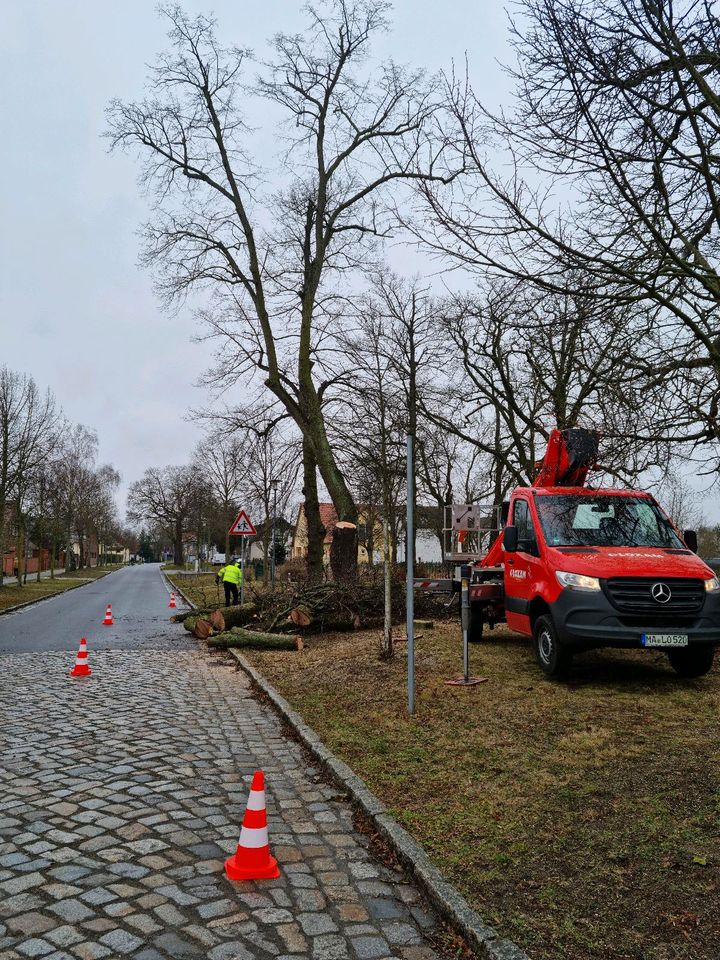 Baumfällung & Baumpflege in Linthe