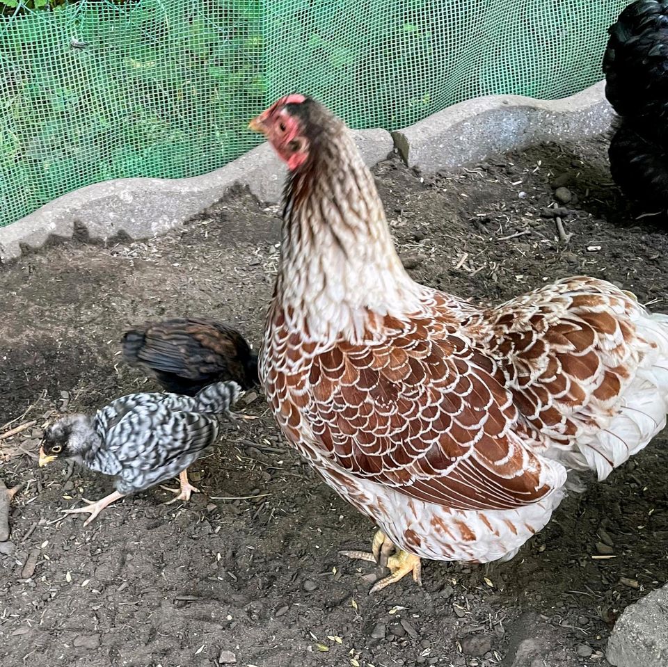 Hühner / Zwerghühner 4Hennen und ein Hahn in Stadland