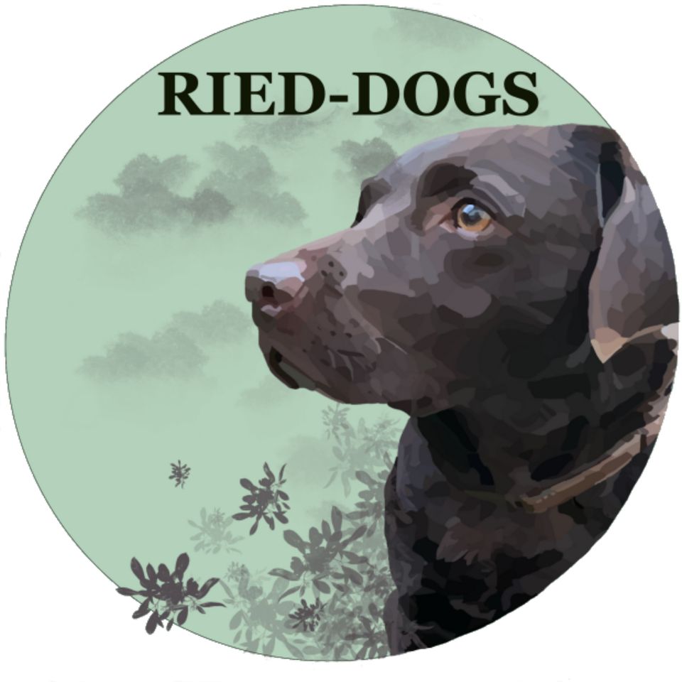 Gassi-Service Riedstadt und Stockstadt - RIED-DOGS in Riedstadt