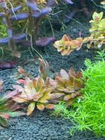 Rarität Ludwigia sphaerocarpa (pilosa) Aquariumpflanze Baden-Württemberg - Ettlingen Vorschau