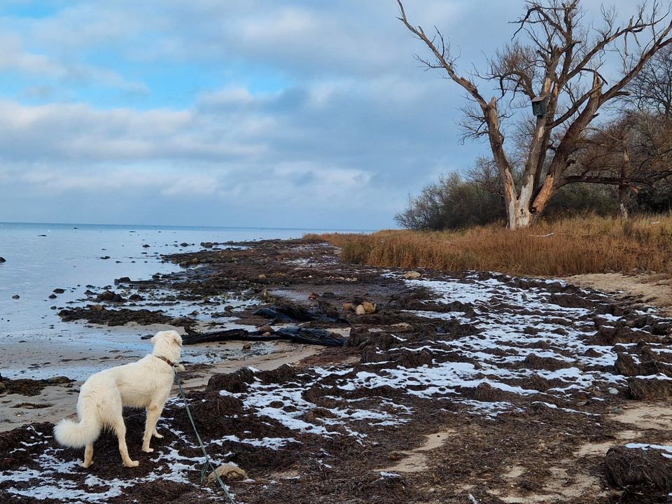 Ostsee Urlaub mit Hund, FeWo mit Meerblick in Wismar (Meckl)