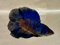 Betta splendens - Kampffisch männlich Double Tail Rostock - Stadtmitte Vorschau