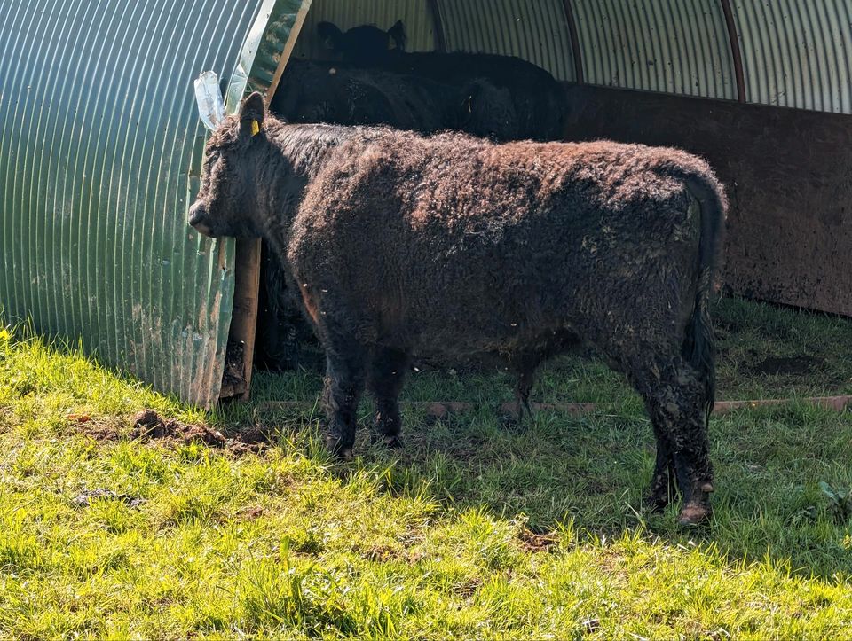 Galloway Bulle, 2 Jahre alt in Waldeck