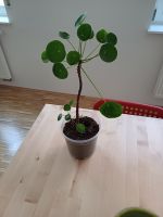 Pilea Peperomioides / Pfannkuchenplanze Baden-Württemberg - Biberach an der Riß Vorschau