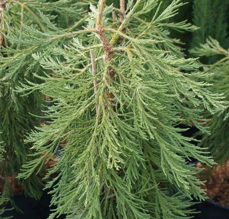 100 Samen Riesen Mammutbaum Sequoiadendron giganteum in Frankfurt am Main