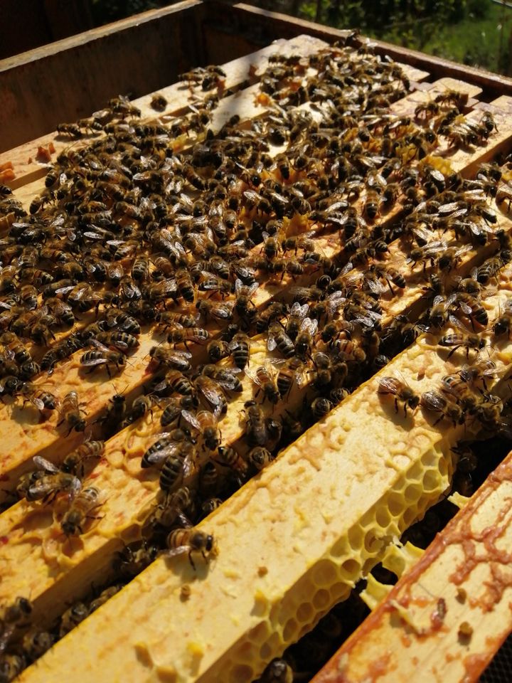 Bienenvolk Dadant US Ableger in Hagen