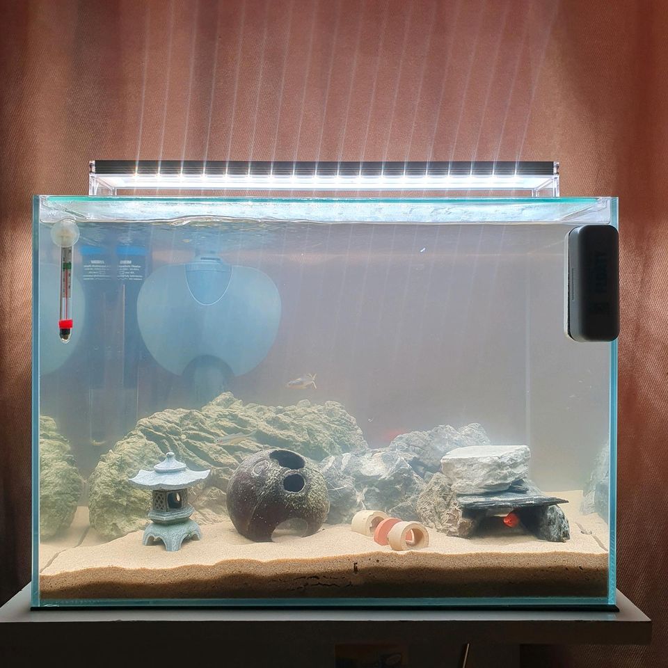 60L Weissglas Aquarium komplett Pumpe/Deko/Fische/Amano Garnelen in Krefeld