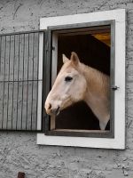 große Paddockbox frei; Solekammer, Vollpension Brandenburg - Liebenwalde Vorschau