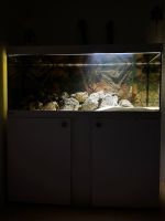 Eheim LED Aquarium (240 Liter) Hamburg-Mitte - Hamburg Wilhelmsburg Vorschau
