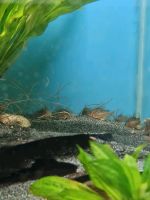 Pfingstangebot Corydoras Sterbai. 6 Stück für 20 Euro Niedersachsen - Wilhelmshaven Vorschau