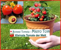 ♥ BONSAI Zimmer Tomate Micro Tom rot Samen Alte Sorte,Tulpenstolz Eimsbüttel - Hamburg Schnelsen Vorschau