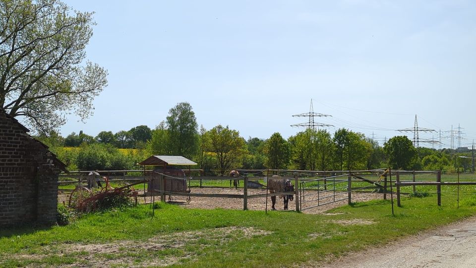 Pferdebox frei in Essen