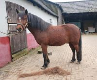 Reitbeteiligung gesucht Pony sucht Reiter Nordrhein-Westfalen - Willich Vorschau