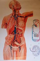 Poster/ Lymphsystem/Plakat/Lehrmaterial/Lehrtafel Sachsen - Marienberg Vorschau