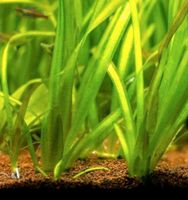 Aquarium Wasserpflanze Vallisneria Spiralis Wasserschraube Hessen - Kassel Vorschau