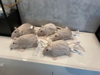 Ikea Ratten Neu! Grau! Stofftiere! 23cm! Nordrhein-Westfalen - Gronau (Westfalen) Vorschau