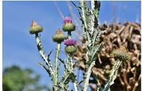 Eselsdistel-Samen, besonders bienenfreundlich Bayern - Mömbris Vorschau