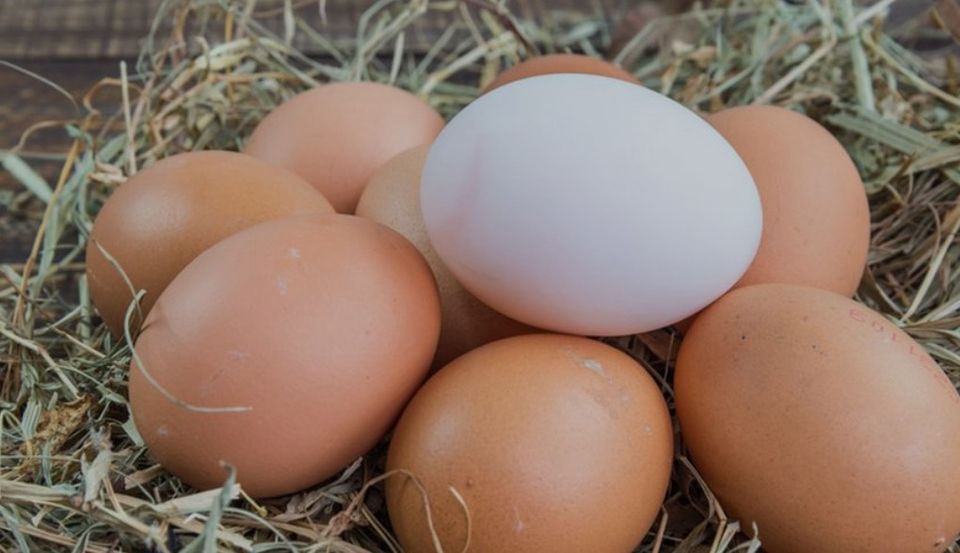 Eier von freilaufenden Hühnern (inklusive gratis Lieferung) in München