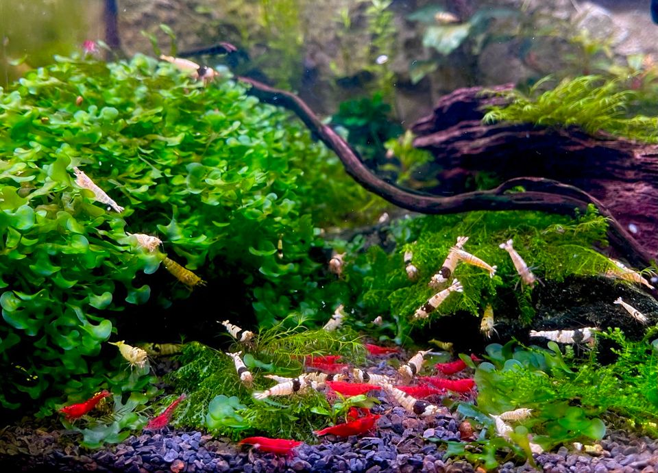 Red Sakura / Red Fire, Rote Garnelen Neocaridina in Dortmund