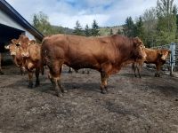 Jungbullen  Deckbulle limousin bio Stier Baden-Württemberg - Meßstetten Vorschau