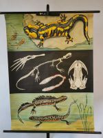 Schulkarte Wandkarte Lehrkarte Vintage Deko Salamander Molch München - Sendling-Westpark Vorschau