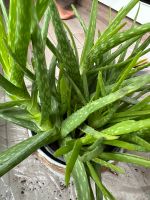 Aloe Vera (echte Aloe) - Stecklinge/Kindel Bayern - Ingolstadt Vorschau