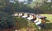 Bienenvolk mit Gesundheitszeugnis vom Imker -Vorbestellung - Rheinland-Pfalz - Andernach Vorschau