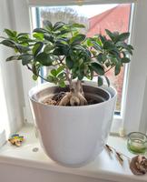 Bonsai Ficus Ginseng Wandsbek - Hamburg Farmsen-Berne Vorschau