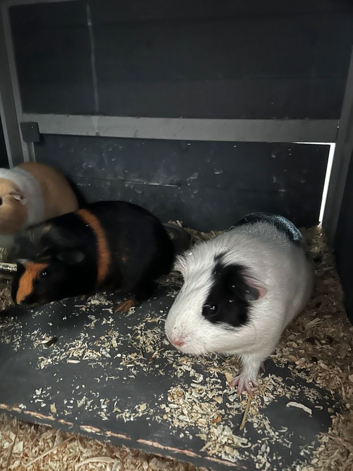 2 Meerschweinchen suchen ein Heim- mit Käfig in Rieste