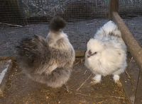 Zwerg Seidenhuhn Ü- oder Küken Nordrhein-Westfalen - Warburg Vorschau