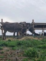 Pflegebeteiligung auf mehreren Ponys und Eseln Bayern - Schwarzenbach a d Saale Vorschau