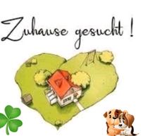 Tierliebe/r Vermieter/in gesucht ❤️ Niedersachsen - Fürstenau Vorschau