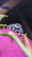 Springspinnen (Salticidae) Phidippus Regius "White" Bahamas Baden-Württemberg - Ispringen Vorschau