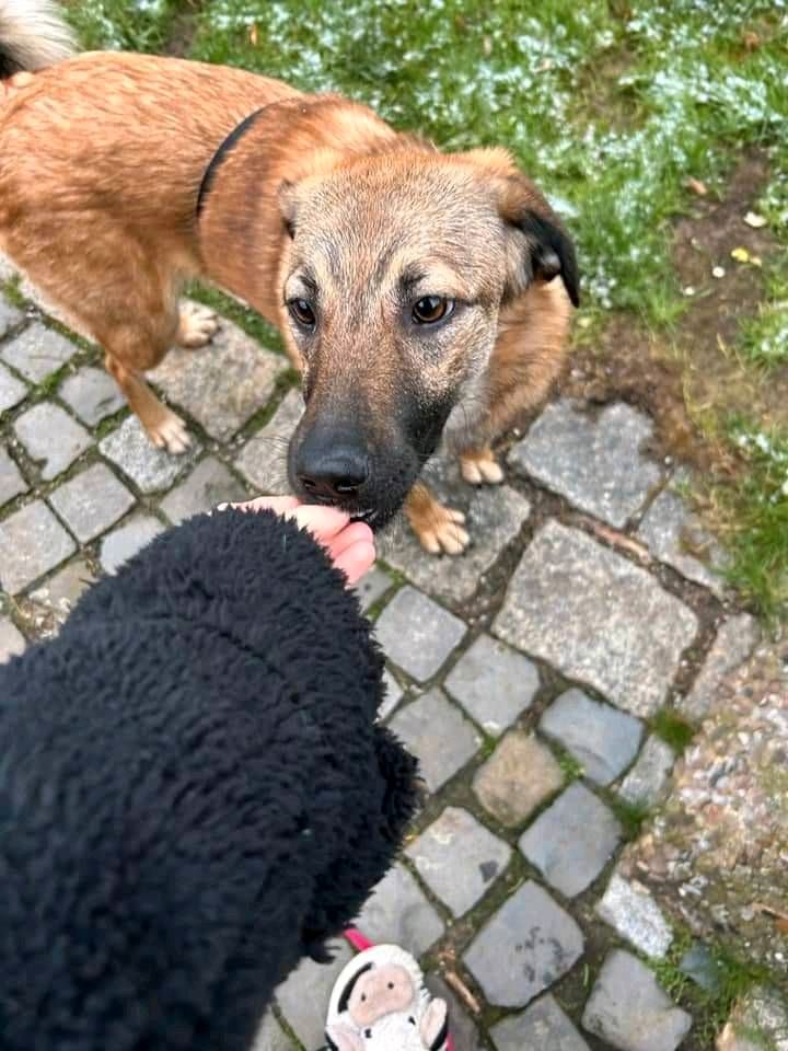 Süße PIPER ❤️ sucht ihre Familie! in Garbsen